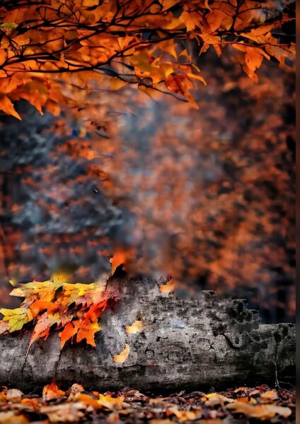 Fall CB Background HD For Picsart Photo Editing 