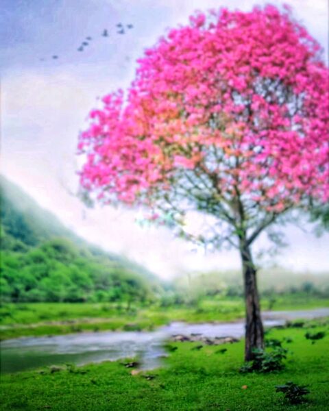 Pink Tree Blur Nature Picsart Photo Editing Background 